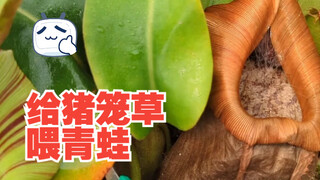 给猪笼草投喂一只青蛙，两个月后，看看消化得怎样了