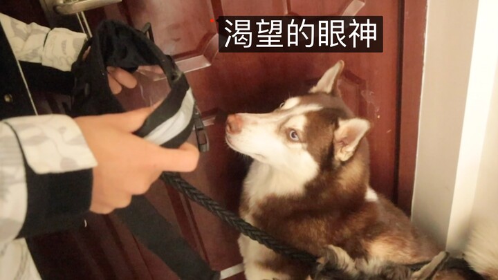 When I’m about to take my German Shepherd out for a walk, it suddenly freezes—what will its reaction