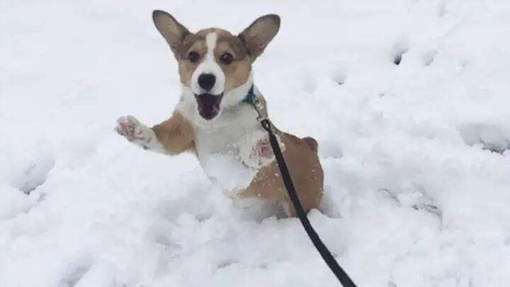 "Con chó sửa chữa này... làm tôi vui suốt bảy ngày bảy đêm!!"