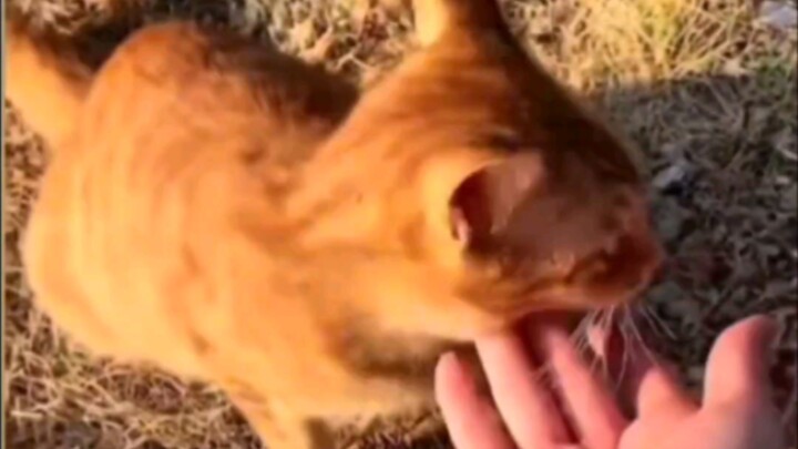 Real Cat