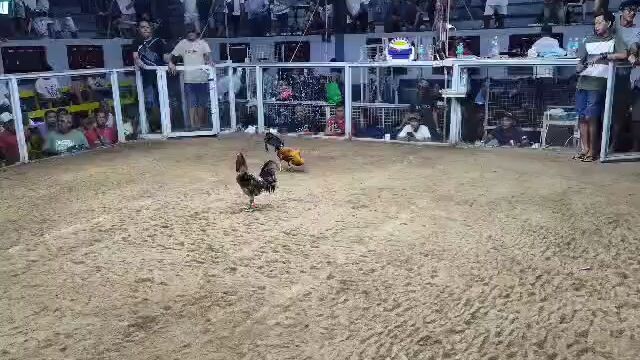 MALOLOS ARENA CHAMPION 🏆🏆🏆.       PAREHAS ALANG SUGAT. 1 1