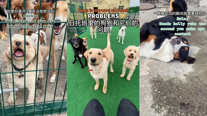 Pesta Masalah Anjing-anjing di Tempat Penitipan Anjing Hari Ini Pt.13