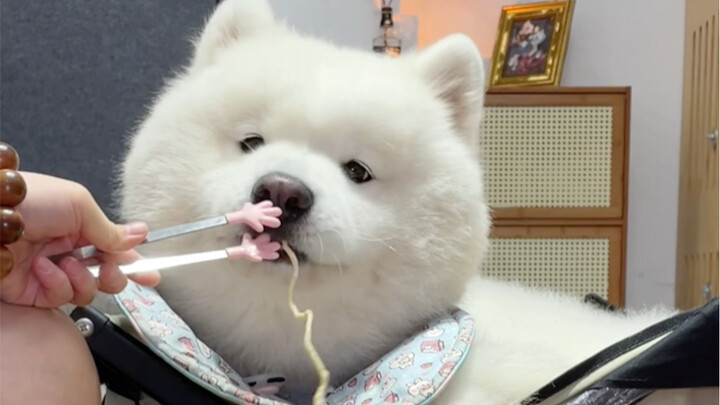 So This Is How Dogs Eat Noodles!