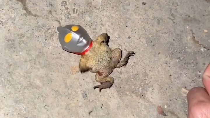ultraman kodok