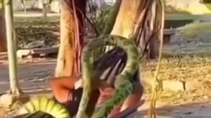 Human: Snake’s Love Is Completely Unexpected