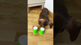 ЧАПИ ПОПАЛА В ЛОВУШКУ 🤣