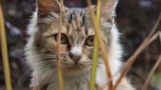 Reactions when the stray cat picked up by humans for the first time