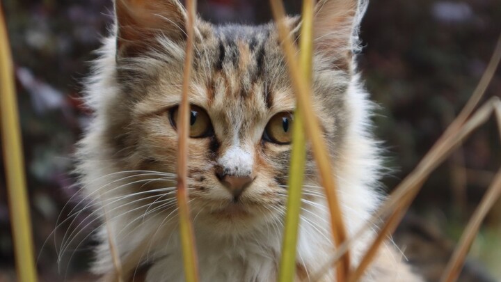 Reactions when the stray cat picked up by humans for the first time