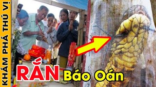 🔥Bắt Được Con Rắn Kỳ Lạ Tò Mò Đem Về Nhà Khâu Miệng Lại Rồi Thả Lần Lượt Cả Gia Đình Đều Gánh Nghiệp