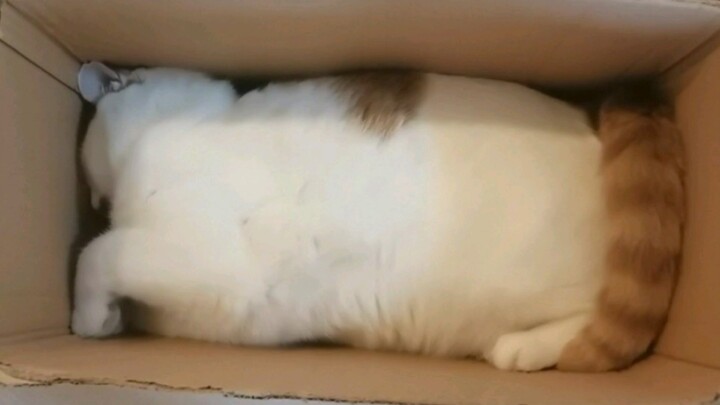 hộp mèo