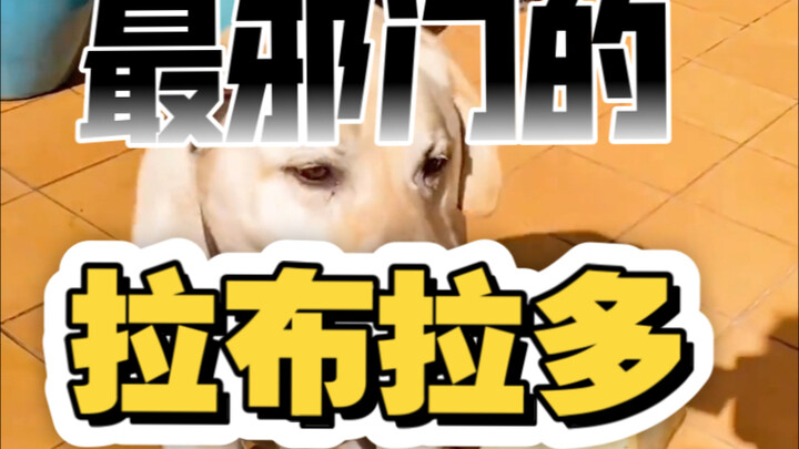 Chú chó Labrador quái dị nhất mạng, nhờ bảy năm không bắt được thức ăn mà nổi đình nổi đám trên mạng