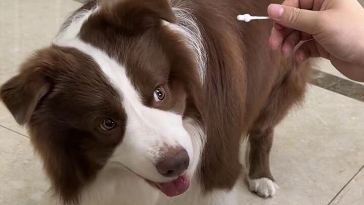 Puppy: Thank you, having you is my good fortune~