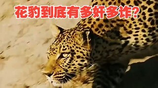 Just how cunning and treacherous are leopards, exactly?