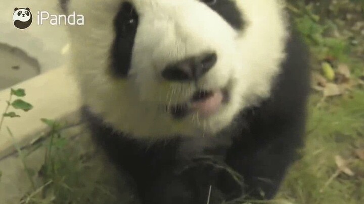 [Panda Meng Yu] The Fairy Is Kissing Me