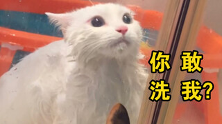 平时温顺可爱的仙女猫，洗起澡来口吐芬芳！