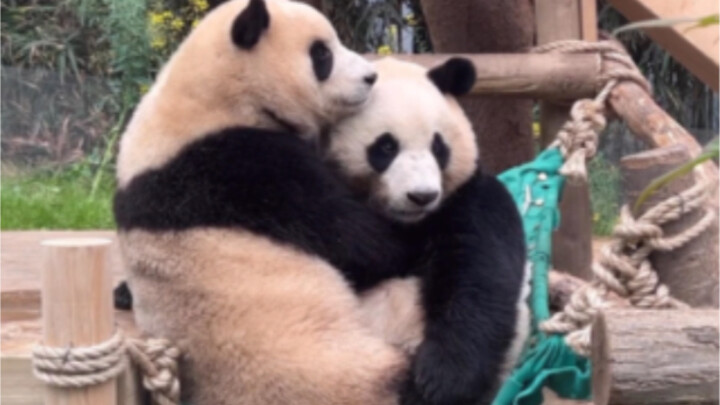 ช่วงเวลาอบอุ่นของแม่ลูกไอเป่ากับฝูเป่า: ฝูเป่ากอดหม่าหม่าไว้ในอ้อมแขน แล้วก็สะดุ้งตกใจทันที เพราะที่