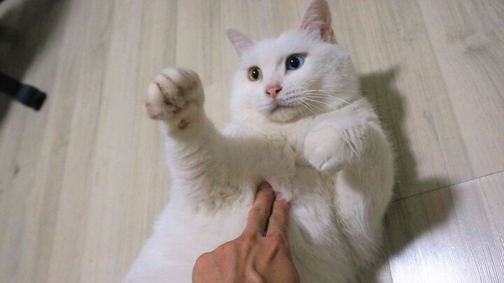 Setelah Titik Akupuntur Ditekan, Kucing Tak Mampu Bergerak Lagi