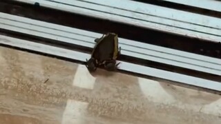 Selamat tinggal, Katak kecil