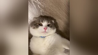 Vậy nên 10h sáng tui mới đi ngủ cat catsoftiktok catlover cutecat fyp foryou