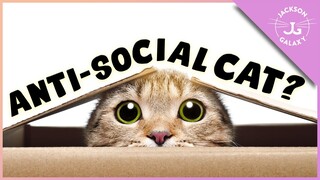 My Cat Hides Under the Bed All Day | How to Make Your Cat Feel SAFE