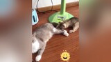 🍃 Chơi khịa không ??? 😂😽🥳😻 tiktok Xuhuong Pet meow fyb Meocute