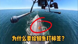为什么要给鲸鱼打标签？这是安装数据采集器。 #科普 #解压 #海洋 #鲸鱼 #冷知识