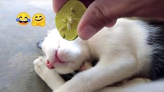 Crazy animals will make you die laughing 😂 New funny animals 2024 😅