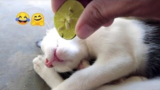 Crazy animals will make you die laughing 😂 New funny animals 2024 😅