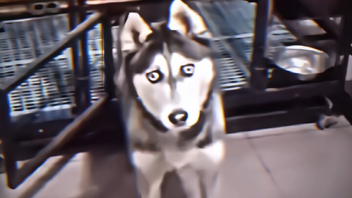 "Dewa Pencipta Dunia Anjing"