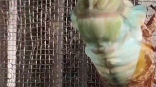 Observe the entire process of cicada shelling at 60 times speed!