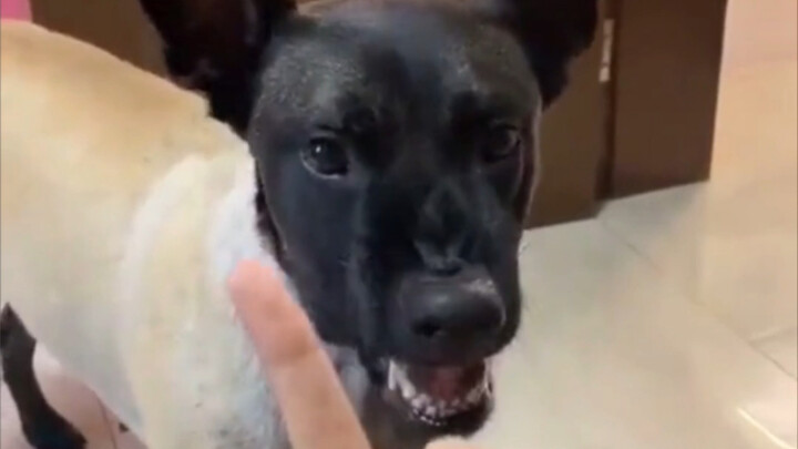 “Panduan Kebahagiaan Memelihara Anjing”