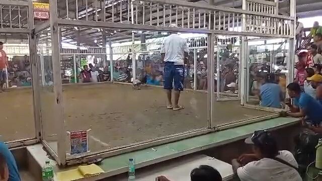 hackfight laois Labrador pangasinan win