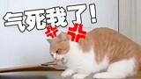 如 何 逼 疯 一 只 猫 ？