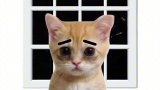 ลูกแมวอธิบายว่าความเฉื่อยชาคืออะไร