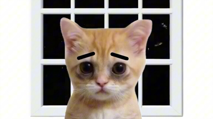 ลูกแมวอธิบายว่าความเฉื่อยชาคืออะไร