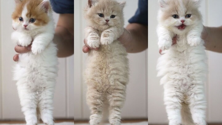 Kucing yang diangkat seperti ini dengan kaki terentang semuanya adalah kucing bodoh 2