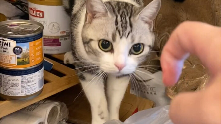Mana mungkin anak kucing punya maksud jahat?