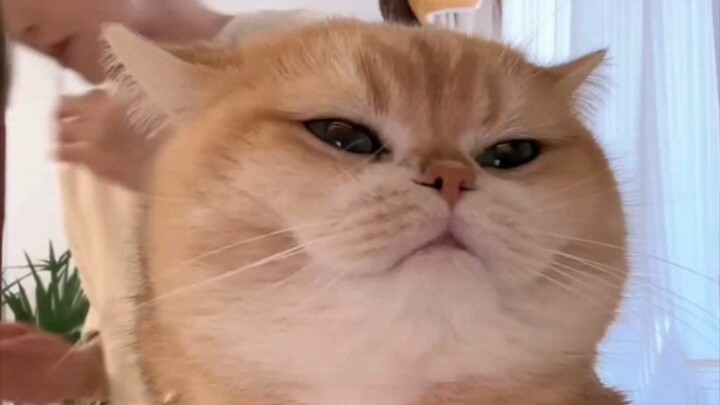 Old Fen goes to the bathroom, and the kind golden tabby brother takes over the stream—so well-behave