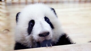 【大熊猫和叶】小小年纪就知道怎样吸粉，开见面会不遗余力
