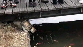 Kucing: Kelompok bodoh ini, kalau bukan karena cakarku yang cepat, ikan-ikan sudah kabur ketakutan h