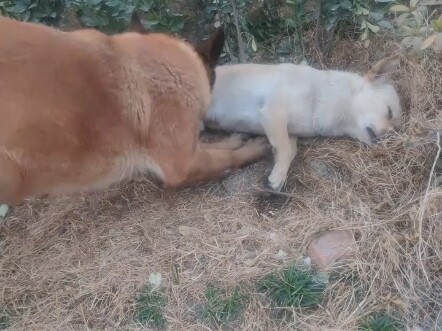 Anjing yang udah aku pelihara bertahun-tahun akhirnya dibunuh hari ini—lihat betapa dalam ikatan ant