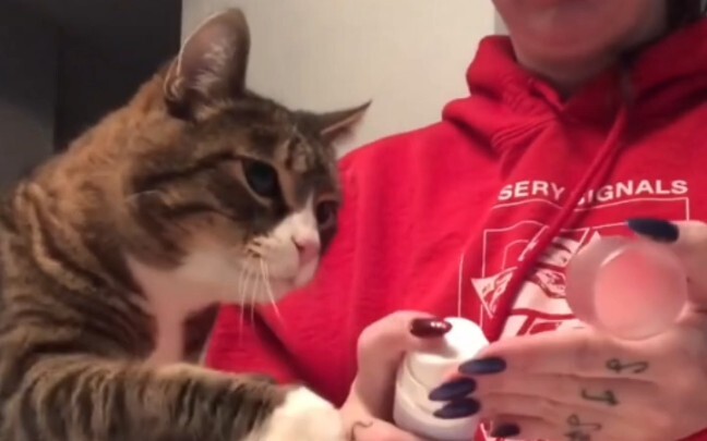 “Kucing kecil juga harus pakai parfum~”