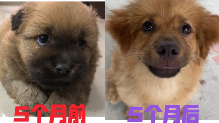 这五个月，小奶狗究竟经历了什么...才变得如此潦草