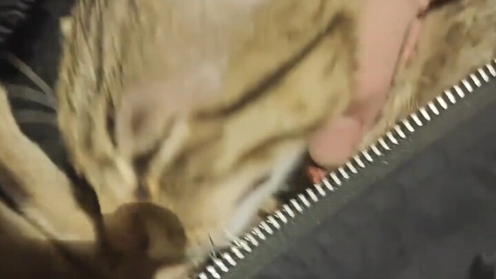 Cats are always on high alert…