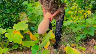 蔬菜也有冤家对头，种在一起谁也长不好