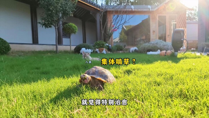 Cây mận trứng gà cuối cùng cũng đã chín, đố mọi người xem trong khu nhà mình ai là người thích ăn nh