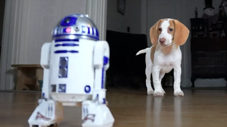 Cute Puppy vs R2D2 Cute Puppy Pot Pie สุนัขตลก Maymo และ Penny