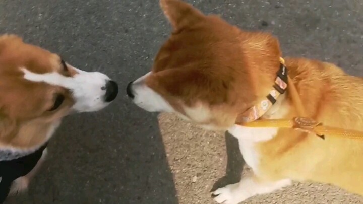 Anjing peliharaan juga bisa mulai “bekerja” sebagai anjing pemandu setelah dipasangi tali.