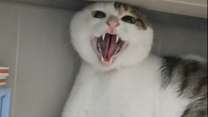 Elderly Second Generation