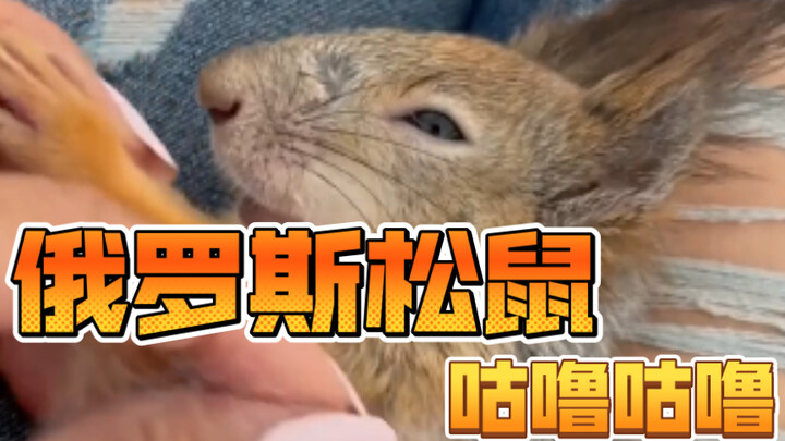 Russian Squirrel Gurgling